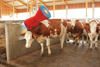 Fotografija izdelka Električna krtača za govedo HAPPYCOW