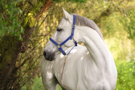 Fotografija izdelka UZDA za konja Mustang (modra) vel. 2