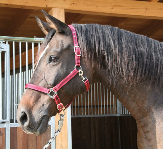Fotografija izdelka UZDA za konja Mustang (rdeča) vel. 3