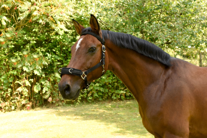 Prikaži podrobnosti za  UZDA za konja (črna)-lonžirna Fotografija izdelka UZDA za konja (črna)-lonžirna
