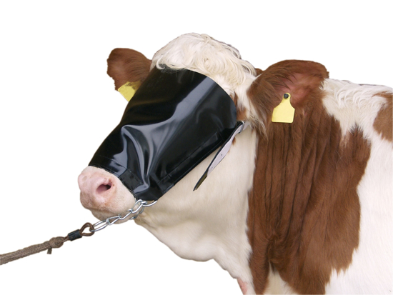 Fotografija izdelka Uzda za govedo - s prekrivko čez oči