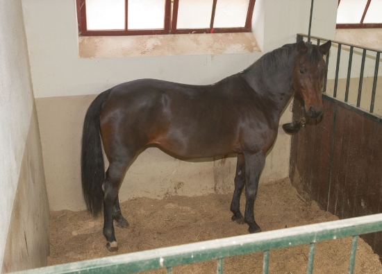 Fotografija izdelka Zunanja kamera IPCam 2.0 HD