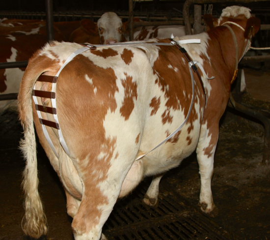 Fotografija izdelka Varnostna bandaža za krave po telitvi