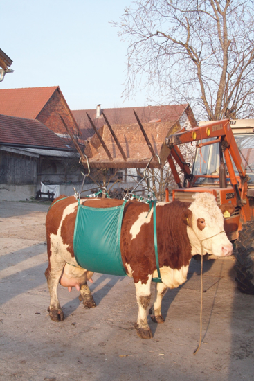 Fotografija izdelka Naprava za dviganje krave