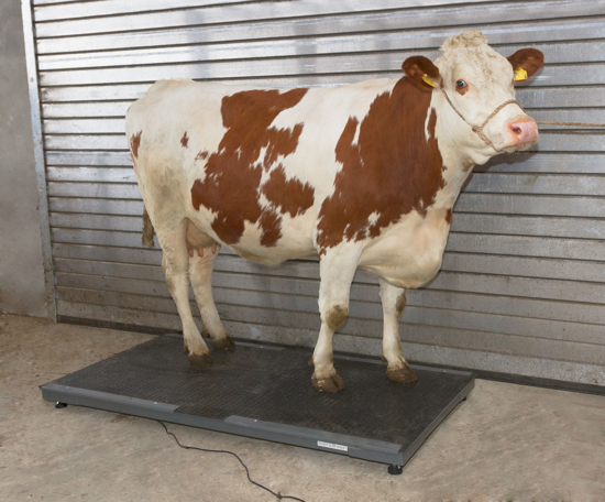 Fotografija izdelka Tehtnica za živali do 1500 kg PS3000