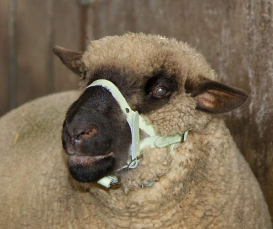 Fotografija izdelka Oglavnica za ovce bela - ledrasta