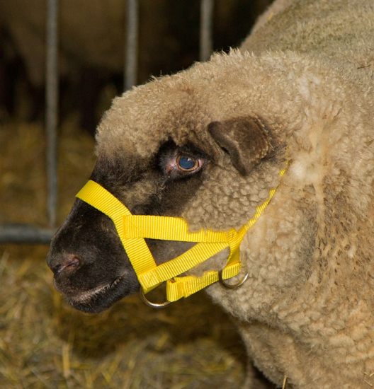 Fotografija izdelka Oglavnica za ovce rumena - najlon