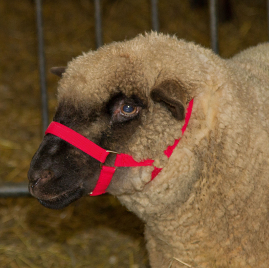 Fotografija izdelka Oglavnica za ovce rdeča - polipren