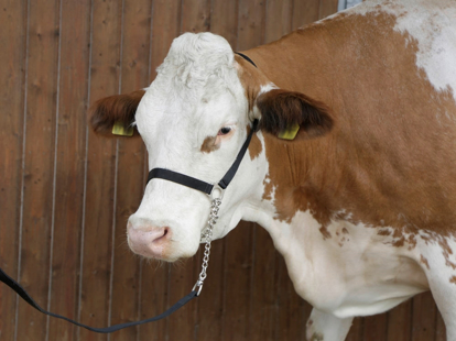 Prikaži podrobnosti za  Uzda za vodenje goved Fotografija izdelka Uzda za vodenje goved