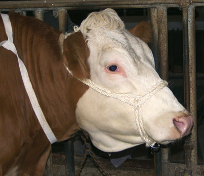 Prikaži podrobnosti za  Uzda za govedo Fotografija izdelka Uzda za govedo