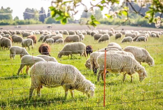 Fotografija izdelka Palica za mrežo Ovinet - rdeča 90 cm