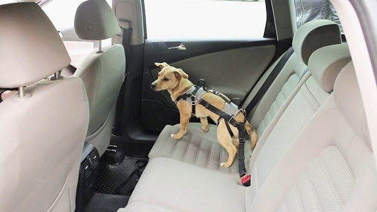Fotografija izdelka Varnostni avtomobilski pas za pse Protect - XS