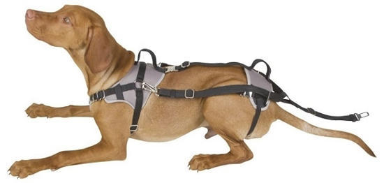 Fotografija izdelka Varnostni avtomobilski pas za pse Protect - XS