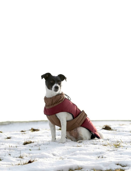 Fotografija izdelka Plašč za psa Royal Pets - XL