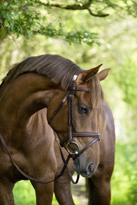 Prikaži podrobnosti za  Uzda klasična leder, rjava Cob Fotografija izdelka Uzda klasična leder, rjava Cob