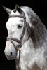 Fotografija izdelka Uzda klasična leder, rjava Pony