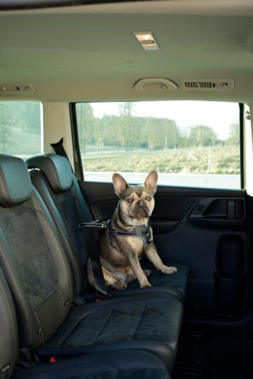 Fotografija izdelka Avtomobilska oprsnica za pse M, 50-65 cm