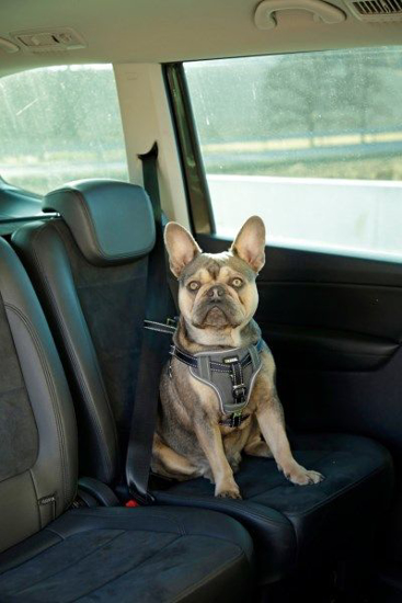Fotografija izdelka Avtomobilska oprsnica za pse L, 65-85 cm
