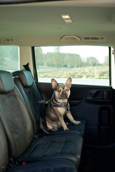 Fotografija izdelka Avtomobilska oprsnica za pse S/M 40-55 cm