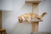 Fotografija izdelka Lesen stenski praskalnik za  mačke 150 cm