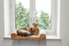 Fotografija izdelka Mehko okensko ležišče za mačko (56 x 36 x 7 cm)