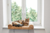 Fotografija izdelka Mehko okensko ležišče za mačko (56 x 36 x 7 cm)