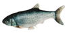 Fotografija izdelka Igrača riba z mahajočo  plavutjo za mačke +USB