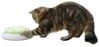 Fotografija izdelka Igralna konzola za mačke Pompom