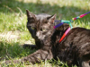 Fotografija izdelka Mačja oprsnica Rainbow