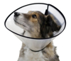 Fotografija izdelka Zaščitni kirurški ovratnik za pse - 30 cm