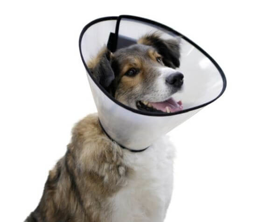 Fotografija izdelka Zaščitni kirurški ovratnik za pse - 25 cm