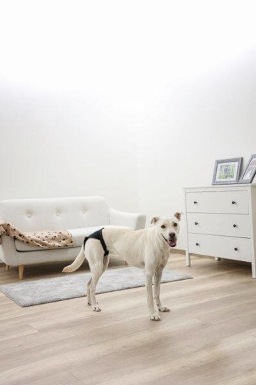 Fotografija izdelka Pasje hlače Luxus (60 - 70 cm)