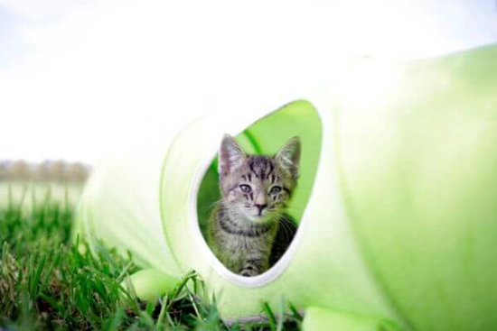 Fotografija izdelka Igralni tunel Caterpillar za mačke, Ø: 30 cm