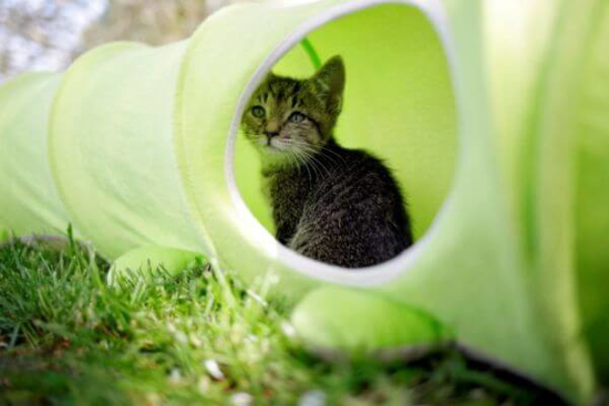 Fotografija izdelka Igralni tunel Caterpillar za mačke, Ø: 30 cm