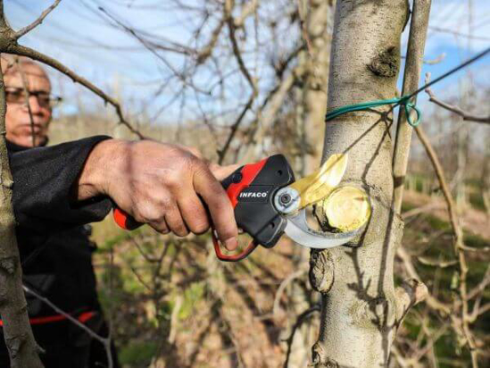 Fotografija izdelka Škarje električne Infaco M F3020 Medium