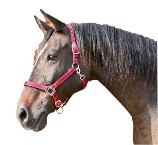 Fotografija izdelka Uzda za konja Mustang (rdeča) vel.  M