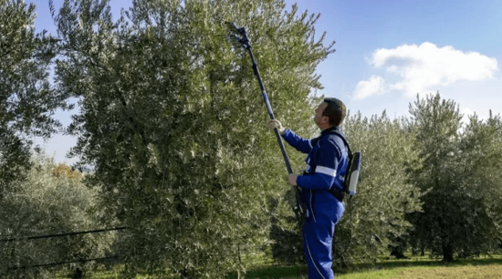 Fotografija izdelka Grabljice obiralne Alice Premi Campagnola + palica karbon