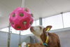 Fotografija izdelka Igralna žoga za krmo HeuBoy roza, 40 cm