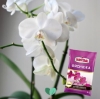 Fotografija izdelka Zemlja za orhideje SUBSTRAL, 3 L