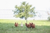Fotografija izdelka Mreža za perutnino AKO PoultryNet Premium, 122 cm x 50 m, enojna konica