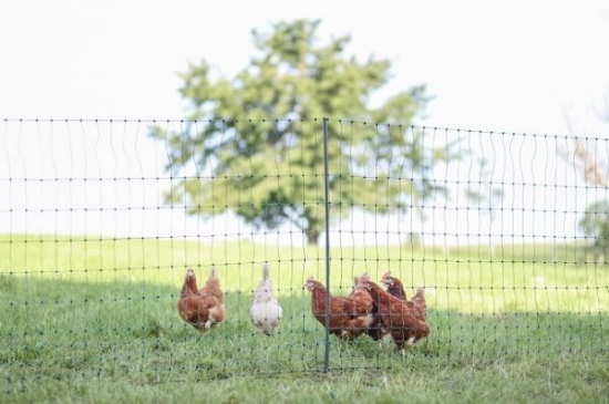 Fotografija izdelka Mreža za perutnino AKO PoultryNet Premium, 122 cm x 50 m, enojna konica