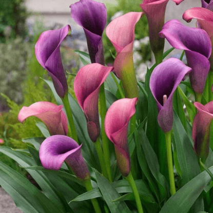 Fotografija izdelka Roža čebulčki CALLE