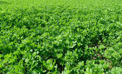 Fotografija izdelka Semena Lucerna 5kg v papirnati vrečki