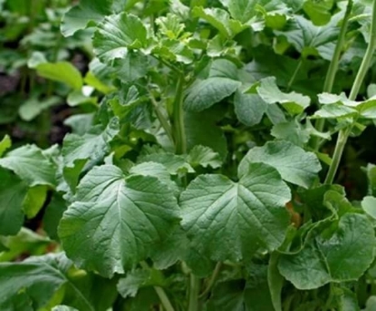 Fotografija izdelka Semena - Oljna redkev 1kg