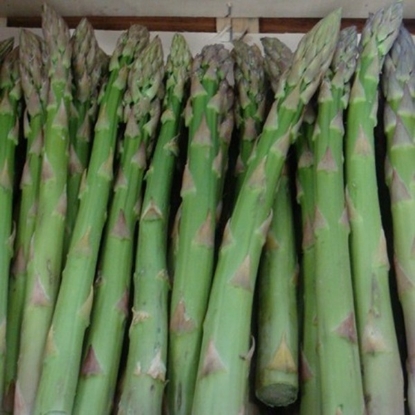 Fotografija izdelka Sadika Šparglji 1.klasa EROS rinfuza