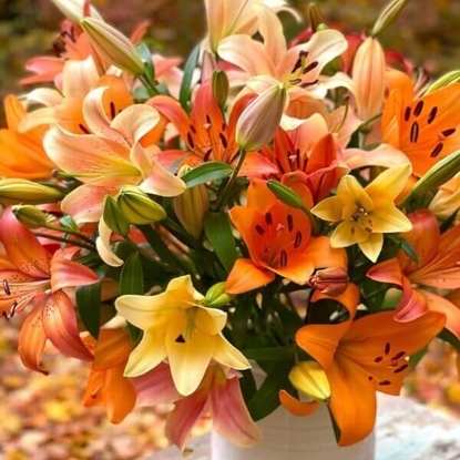 Fotografija izdelka Roža čebulčki LILIJE JESENSKE