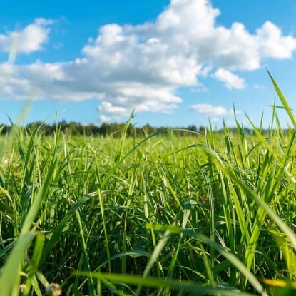 Fotografija izdelka Travna mešanica za travnike brez detelje, 5 kg 