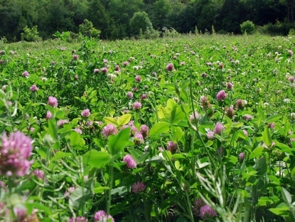Fotografija izdelka Travna mešanica S ČRNO DETELJO 