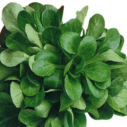 seme motovilca, motovilec VERTE DE CAMBRAI, motovilec za vrt, hitro rastoči motovilec, semena za vrtnarjenje, zelenjava za gredico, okusni listi motovilca, rastline za zimo, vrtnarjenje, sveži listi motovilca, motovilec za obiranje, semena motovilca 50g