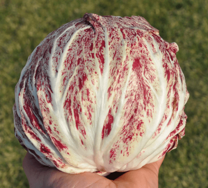 Fotografija izdelka Semena Radič Variegata Di Chioggia 200 g